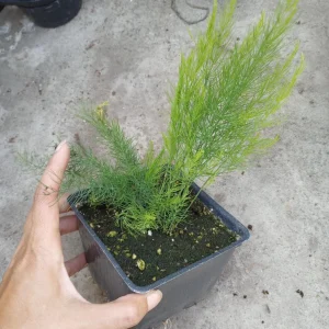 Asparagus Mary Washington Live Plants - 2 Set, 4 Inch Pot, Outdoor Edible - Image 1