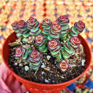 Assorted 8 Colorful Crassula Succulents - Live Plants in 4