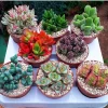 Assorted 8 Colorful Crassula Succulents - Live Plants in 4" Pots - Indoor/Outdoor - Image 1