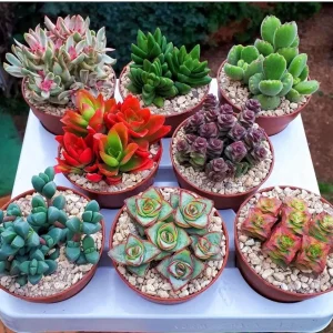 Assorted 8 Colorful Crassula Succulents - Live Plants in 4