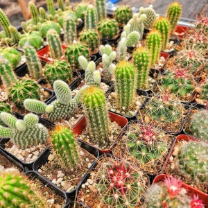 Assorted Cactus Mix Live Plant – Your Choice of 1, 3, 5, 7, or 9 Succulents - Image 2