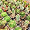 Assorted Cactus Mix Live Plant – Your Choice of 1, 3, 5, 7, or 9 Succulents - Image 1