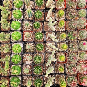 Assorted Cactus Mix Live Plant – Your Choice of 1, 3, 5, 7, or 9 Succulents - Image 3