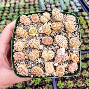 Assorted Lithops Live Plant – 2 Inch Pot Succulent – Colorful Living Stones - Image 2