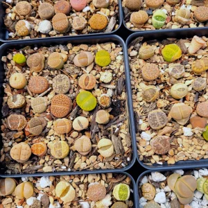 Assorted Lithops Live Plant – 2 Inch Pot Succulent – Colorful Living Stones - Image 3
