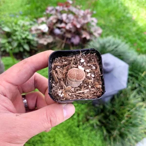 Assorted Lithops Live Plant – 2 Inch Pot Succulent – Colorful Living Stones - Image 4