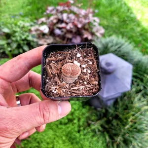 Assorted Lithops Live Plant – 2 Inch Pot Succulent – Colorful Living Stones - Image 5
