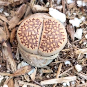 Assorted Lithops Live Plant – 2 Inch Pot Succulent – Colorful Living Stones - Image 6
