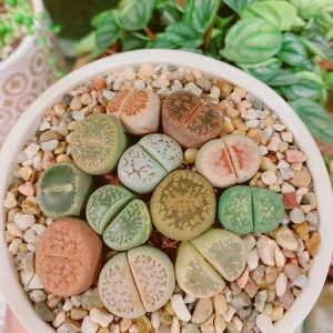 Assorted Lithops Live Plant – 2 Inch Pot Succulent – Colorful Living Stones - Image 1