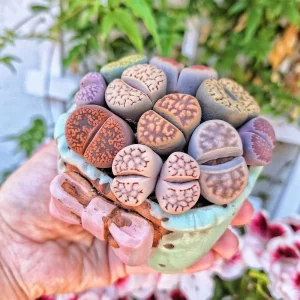 Assorted Lithops Live Plant – Your Choice of 1, 3, or 5 Colorful Living Stones - Image 2