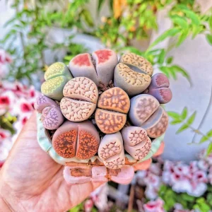 Assorted Lithops Live Plant – Your Choice of 1, 3, or 5 Colorful Living Stones - Image 3