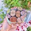 Assorted Lithops Live Plant – Your Choice of 1, 3, or 5 Colorful Living Stones - Image 1