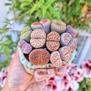Assorted Lithops Live Plant – Your Choice of 1, 3, or 5 Colorful Living Stones - Image 1