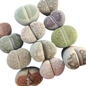 Assorted Lithops Live Succulent Plants - Living Stones in 2