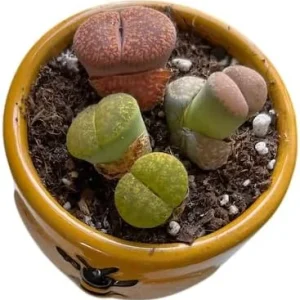 Assorted Lithops Live Succulent Plants - Living Stones in 2
