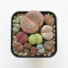 Assorted Lithops Live Succulent Plants - Living Stones in 2" Pot - Image 1