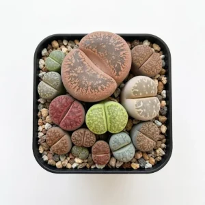 Assorted Lithops Live Succulent Plants - Living Stones in 2