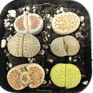 Assorted Lithops Live Succulent Plants - Living Stones in 2