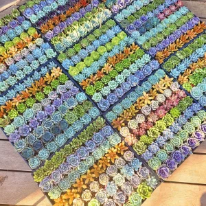 Assorted Succulent Favors - Live Plants - 2 inch Pot - Colorful Bridal Shower & Wedding Decor - Image 1