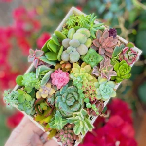 Assorted Succulent Sedum Cuttings - Live Plant Mix for Collections - Image 2