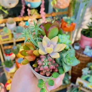 Assorted Succulent Sedum Cuttings - Live Plant Mix for Collections - Image 4