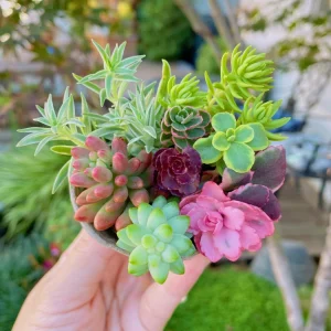 Assorted Succulent Sedum Cuttings - Live Plant Mix for Collections - Image 5