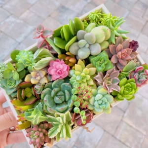Assorted Succulent Sedum Cuttings - Live Plant Mix for Collections - Image 1