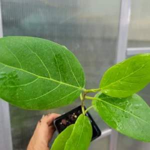 Audrey Fig Banyan Tree Live Plant - Ficus benghalensis 6-12 Inches Tall in 3 Inch Pot - Image 2
