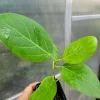 Audrey Fig Banyan Tree Live Plant - Ficus benghalensis 6-12 Inches Tall in 3 Inch Pot - Image 1
