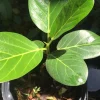 Audrey Fig Live Plant - Ficus benghalensis Houseplant 12" Tall Bare Root - Image 1