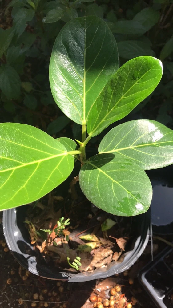 Audrey Fig Live Plant - Ficus benghalensis Houseplant 12" Tall Bare Root - Image 1