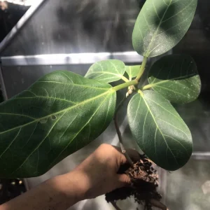 Audrey Fig Live Plant - Ficus benghalensis Houseplant 12
