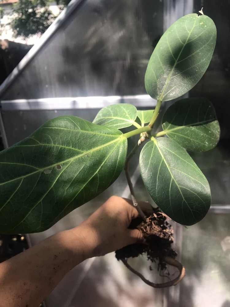 Audrey Fig Live Plant - Ficus benghalensis Houseplant 12" Tall Bare Root - Image 2