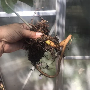 Audrey Fig Live Plant - Ficus benghalensis Houseplant 12