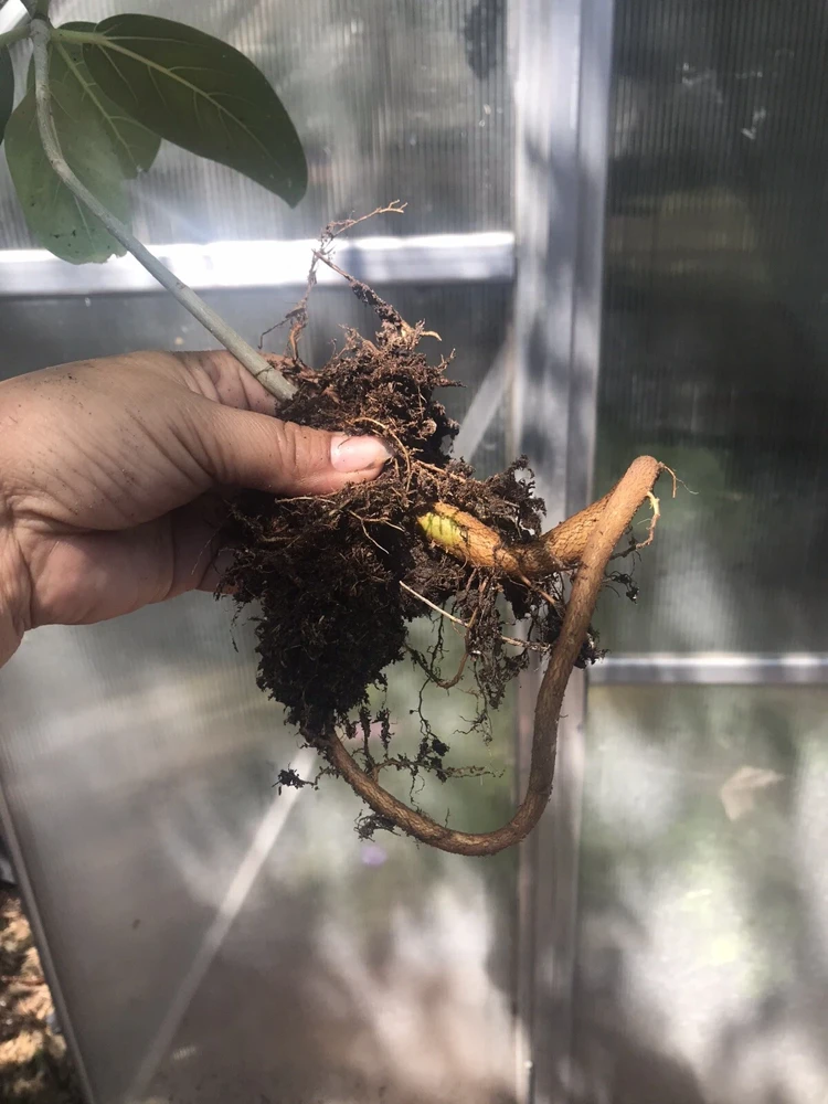 Audrey Fig Live Plant - Ficus benghalensis Houseplant 12" Tall Bare Root - Image 3