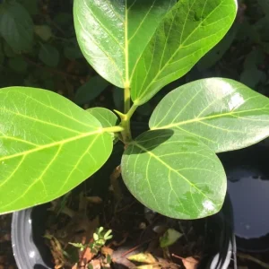 Audrey Fig Live Plant - Ficus benghalensis Houseplant 12