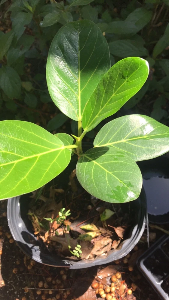 Audrey Fig Live Plant - Ficus benghalensis Houseplant 12" Tall Bare Root - Image 4