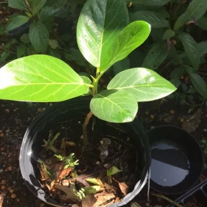 Audrey Fig Live Plant - Ficus benghalensis Houseplant 12