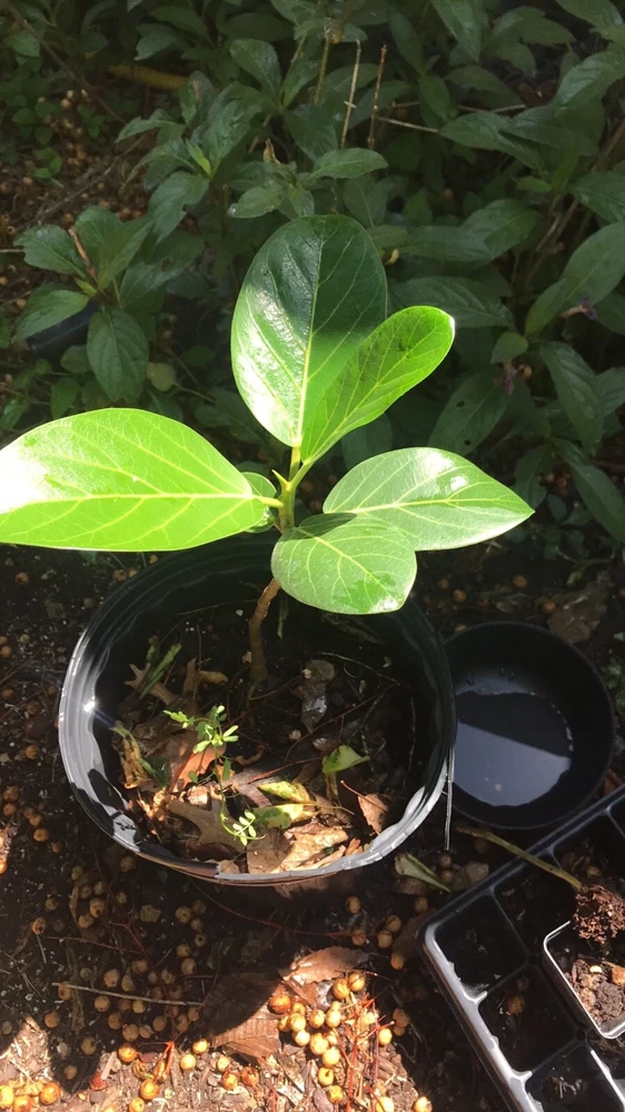 Audrey Fig Live Plant - Ficus benghalensis Houseplant 12" Tall Bare Root - Image 5
