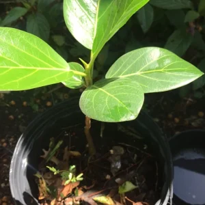 Audrey Fig Live Plant - Ficus benghalensis Houseplant 12