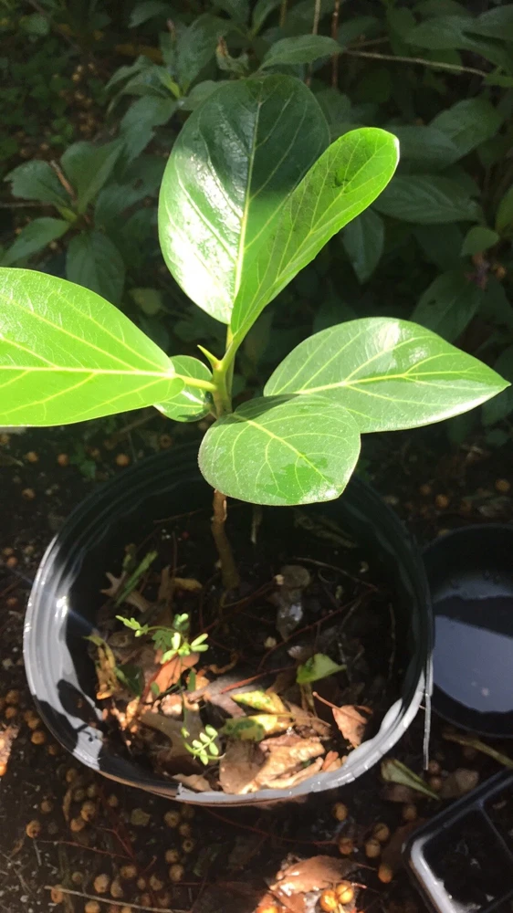 Audrey Fig Live Plant - Ficus benghalensis Houseplant 12" Tall Bare Root - Image 6