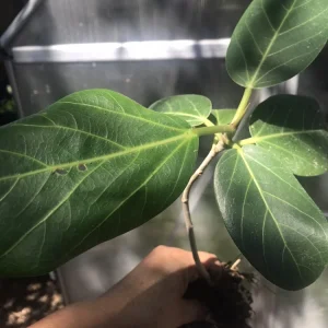 Audrey Fig Live Plant - Ficus benghalensis Houseplant 12