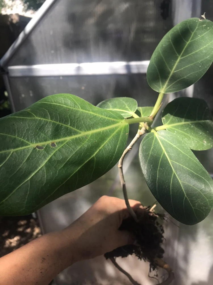Audrey Fig Live Plant - Ficus benghalensis Houseplant 12" Tall Bare Root - Image 7