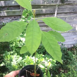 Avocado Tree Live Plant - Aguacate Fruit Sapling 5-8 inches Tall - Image 2