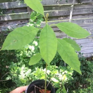 Avocado Tree Live Plant - Aguacate Fruit Sapling 5-8 inches Tall - Image 1