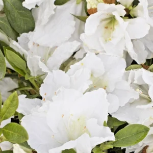 Azalea Snow White Live Plant – 6 inch Rhododendron Shrub – White Flower Bush – Indoor/Outdoor - Image 2
