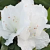 Azalea Snow White Live Plant – 6 inch Rhododendron Shrub – White Flower Bush – Indoor/Outdoor - Image 1