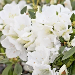 Azalea Snow White Rhododendron Live Plant 6
