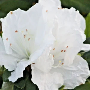 Azalea Snow White Rhododendron Live Plant 6" Bush Shrub Indoor/Outdoor - Image 1