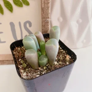 Baby Toes Succulent Plant - Fenestraria rhopalophylla Live Plant in 2 Inch Pot - Image 10
